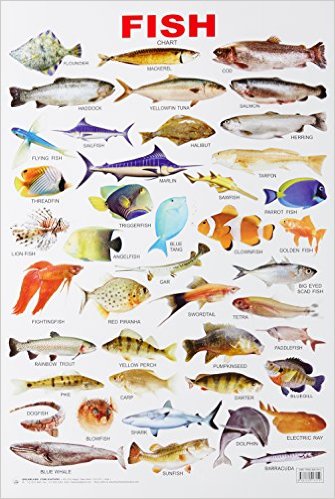 Fish Chart With Names