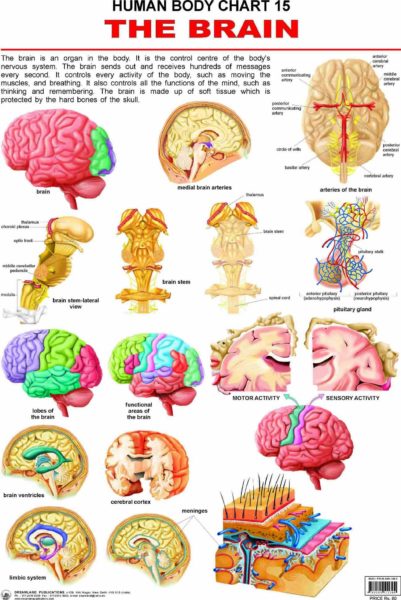 brain poster