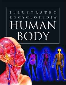 human body